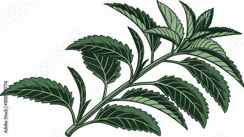 Detailed Illustration of a Fresh Green Stevia Branch.