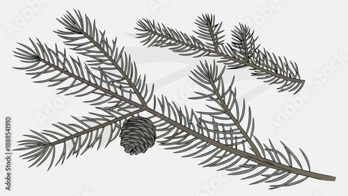 Detailed Spruce Branch Illustration with Pine Cone.