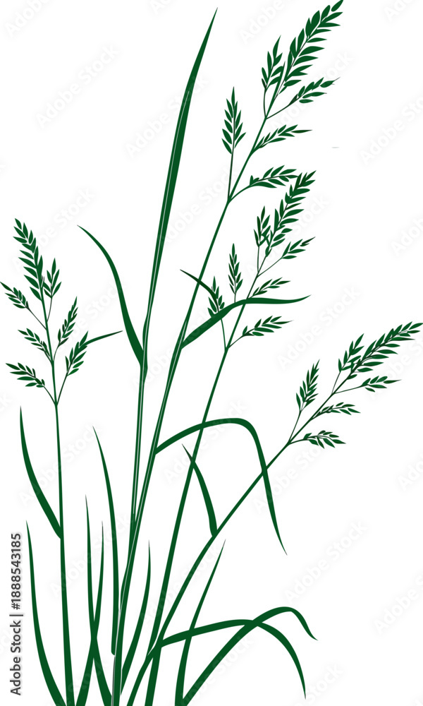 Obraz premium Illustration of Green Grass Stalks with Seed Heads.
