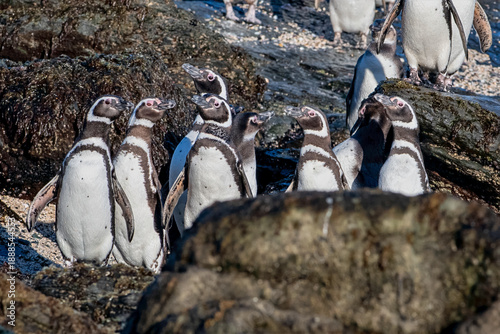 Photography Group of Magellanic Penguins Gathered on Rocky Shoreline in Chile