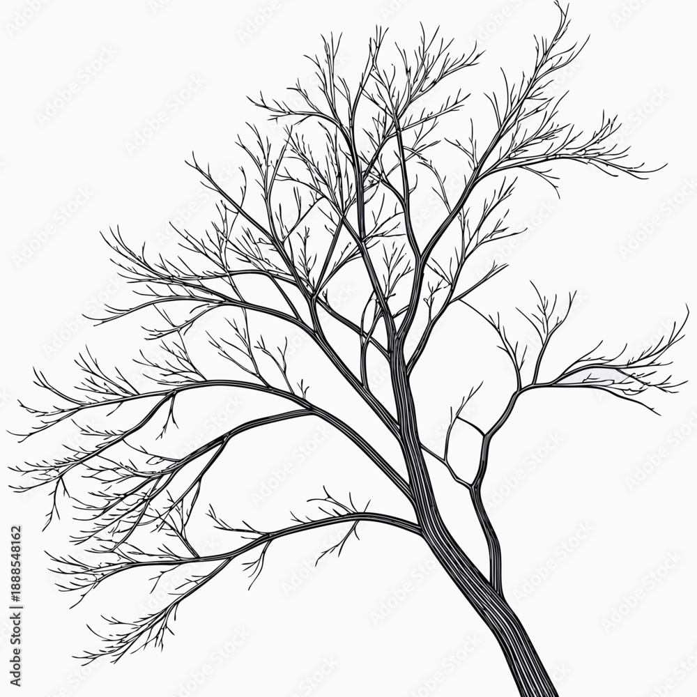 Fototapeta premium Bare Tree Silhouette A Stark Beauty in Winter.