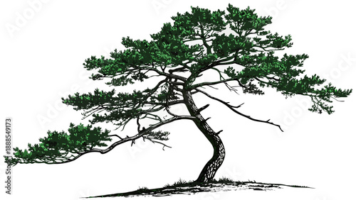 Detailed Illustration of a Japanese Pine Tree on White.