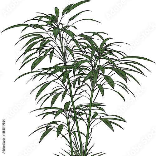 Elegant Green Plant with Slender Leaves on White Background.
