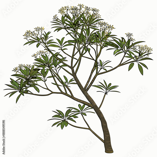 Elegant Frangipani Tree Illustration with Delicate White Flowers.