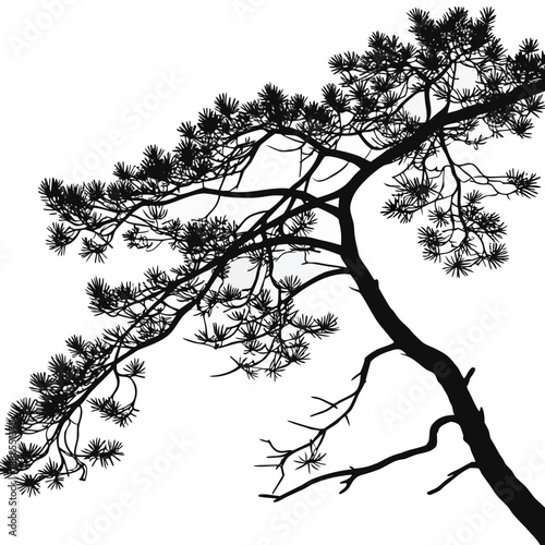 Silhouette of a Pine Tree Branch Against White Background 1.