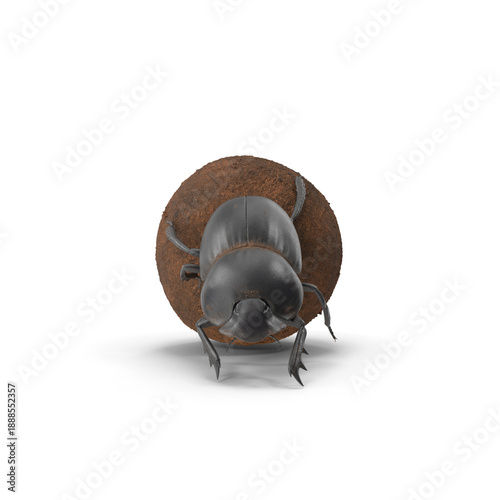 Dung beetle roller dungball pushing sphere dirt front view