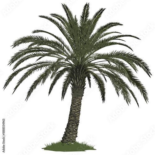 Majestic Date Palm Tree Isolated on White Background.