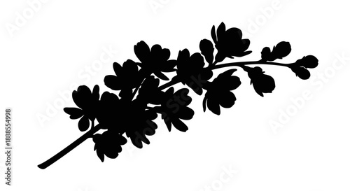 Elegant silhouette of blooming cherry blossoms branch against a pristine white background