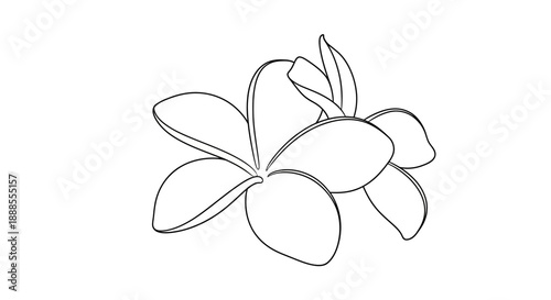 Elegant outline of a Plumeria flower with simple lines showcasing its natural beauty