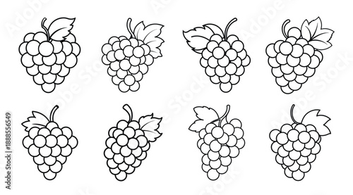 Eight Black and White Grape Clusters with Leaves grapes