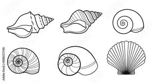 Collection of Seashells in Vector Format, Black and White Illustration perfect for designs