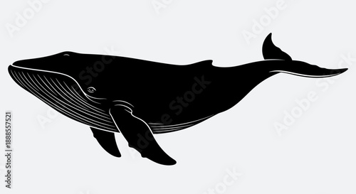 Detailed black and white illustration of a humpback whale swimming gracefully in the ocean