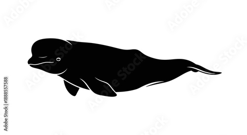 Elegant black beluga whale silhouette on a white background in side view illustration