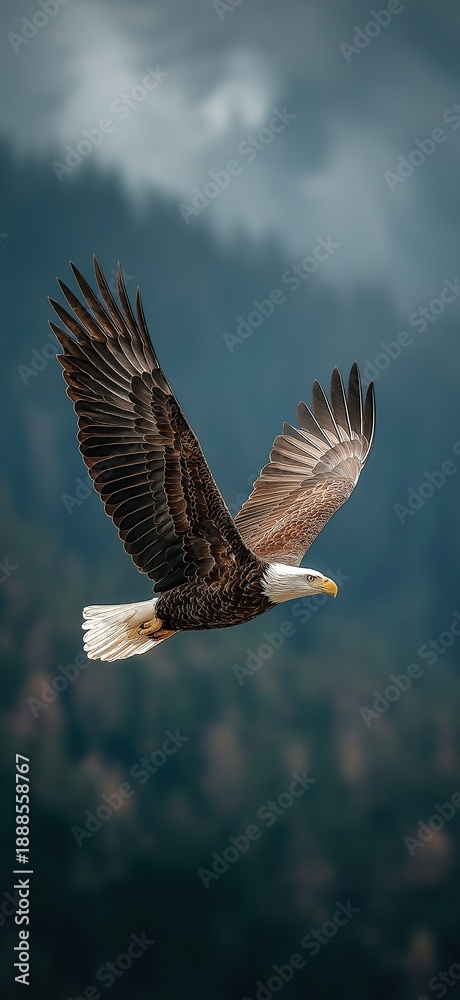 Obraz premium Bald eagle soaring in sky full body shot with wings spread wide above dark green forest mountain range and cloudy sky.