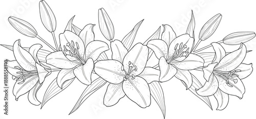 Elegant Black and White Line Art Illustration of a Blooming Lily Bouquet With Detailed Petals and Buds Isolated on a Clean White Background
