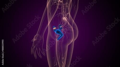 Human reproductive system anatomy. 3d illustrations