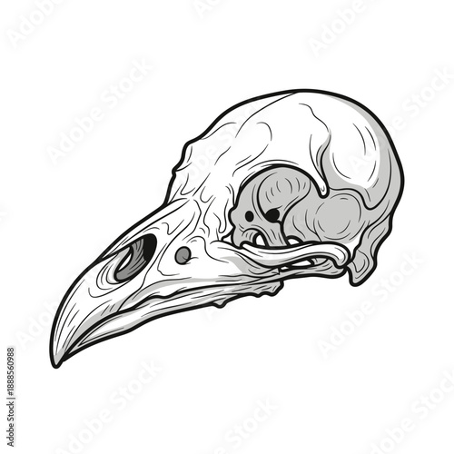 Bird Skull Fossil Illustration for Science and Anatomy