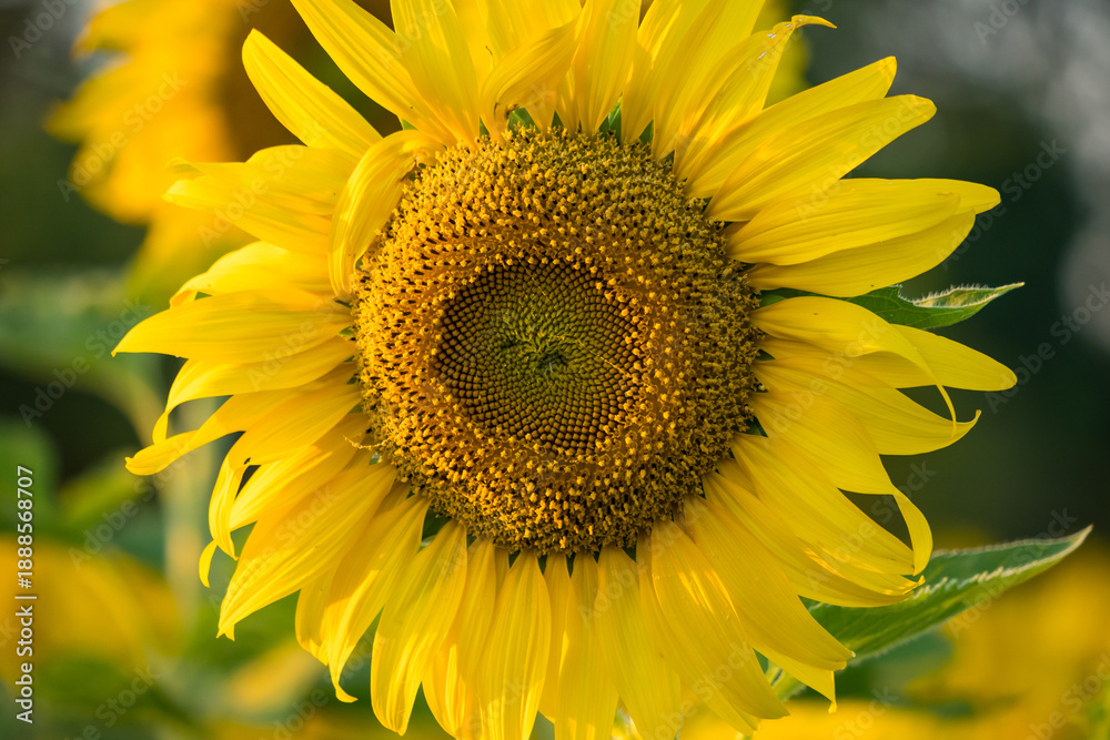 Obraz premium Close-up of a bright yellow sunflower in full bloom with a blurred field of sunflowers in the background