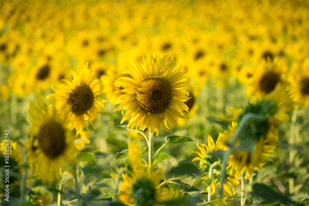 Obraz premium Close-up of a bright yellow sunflower in full bloom with a blurred field of sunflowers in the background