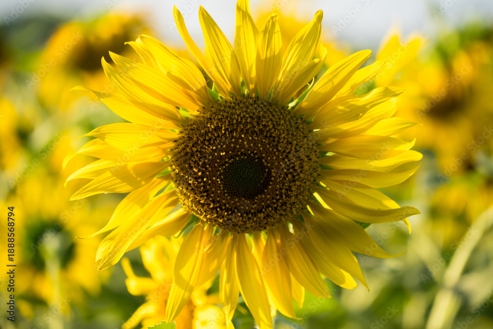 Obraz premium Close-up of a bright yellow sunflower in full bloom with a blurred field of sunflowers in the background