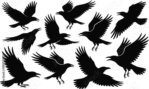 A flock of black raven or crow bird silhouettes flying and standing on a clean white background