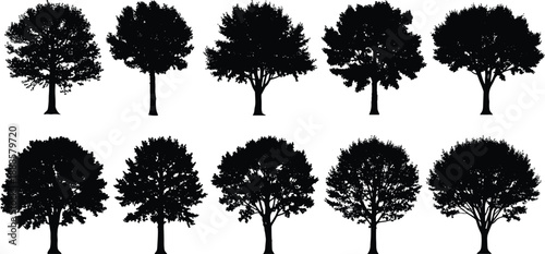 Collection of ten diverse deciduous tree silhouettes isolated on a white background, representing nature and seasons.