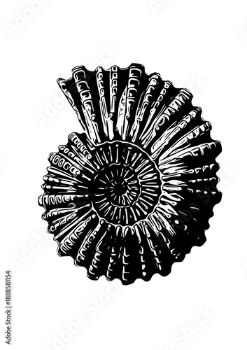 Detailed ammonite fossil with intricate spiral shell pattern