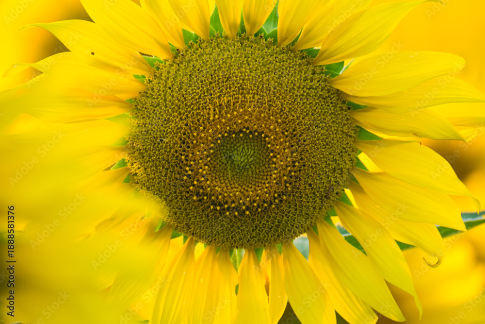 Obraz premium Close-up of a bright yellow sunflower in full bloom with a blurred field of sunflowers in the background