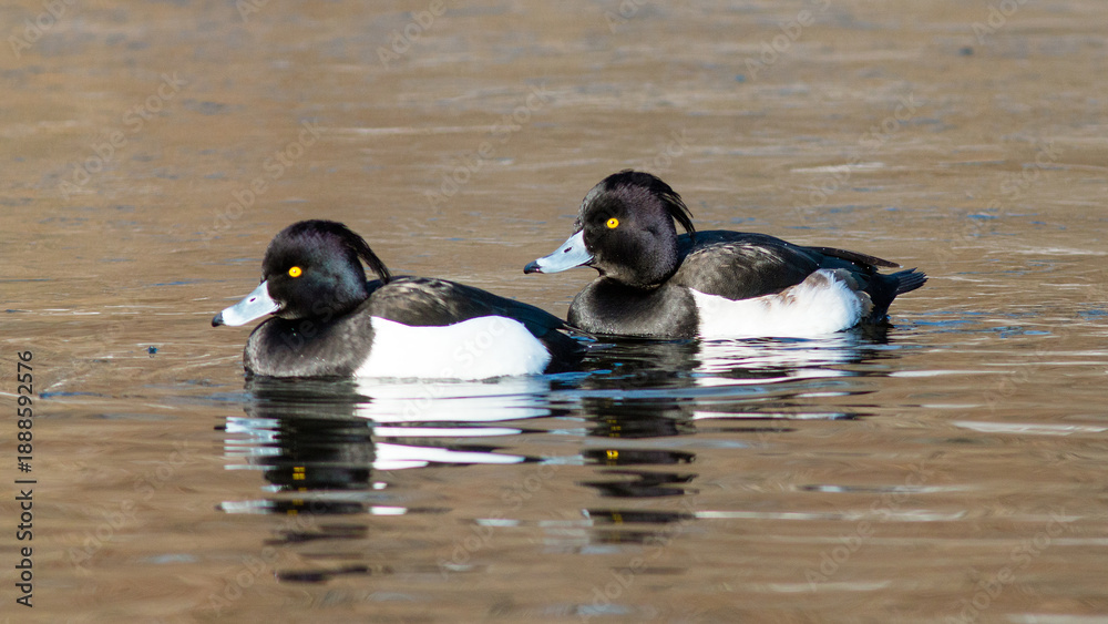 Fototapeta premium ducks on the lake