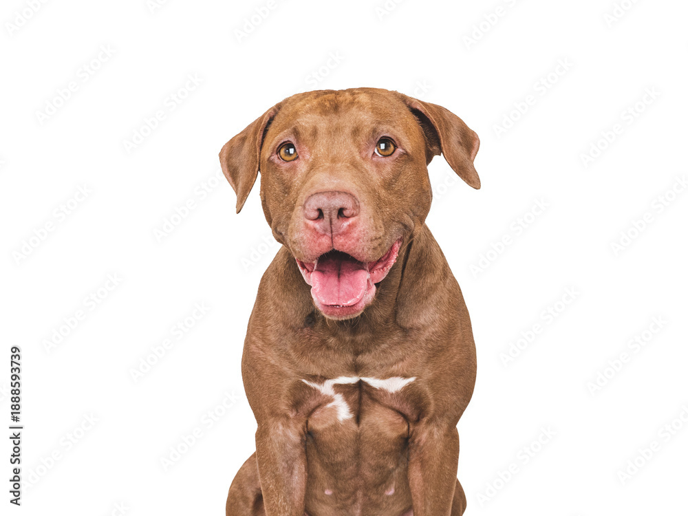 Naklejka premium An adorable Pitbull sits against a white background. Dog smile. Closeup studio portrait indoors, isolated. Perfect for pet care, dog lovers, advertising and lifestyle content. Pet care concept