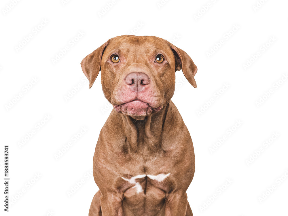 Obraz premium An adorable Pitbull sits against a white background. Closeup studio portrait indoors, isolated. Perfect for pet care, dog lovers, advertising and lifestyle content. Pet care concept