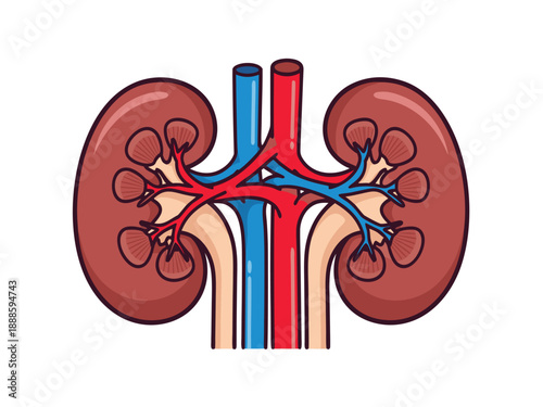 Vector illustration of human kidneys with arteries and veins, medical organ anatomy