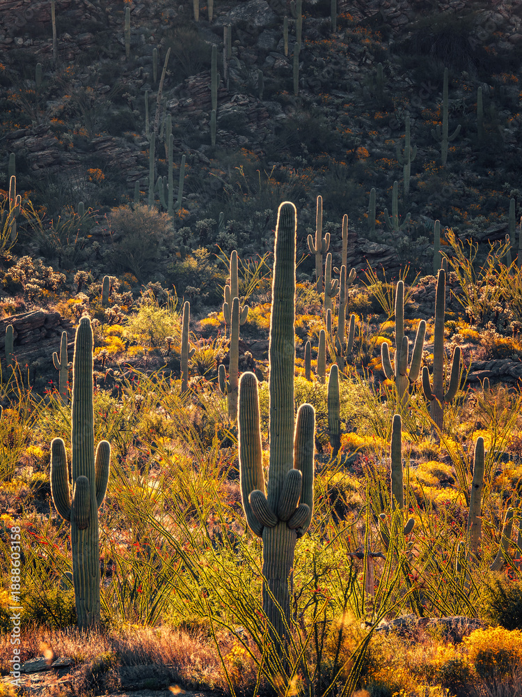 Obraz premium cactus in the arizona desert