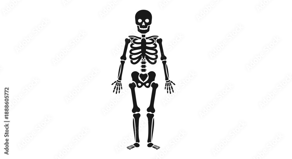 Obraz premium human skeleton vector illustration