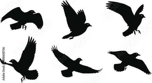 Flying bird silhouette set, black birds in motion, wildlife flight poses collection, avian wings spread isolated on white background