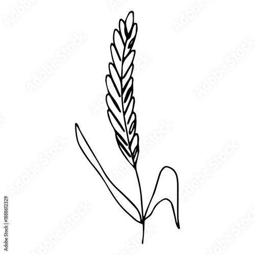 Hand drawn cereal wheat oat rye barley rice ears spikelet clipart Organic wheat bread agriculture farming harvest healthy food Single element for print packaging label design decor