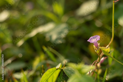 wild flower in the garden