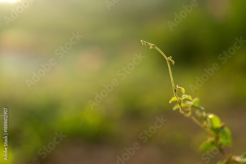 green grass in the wind