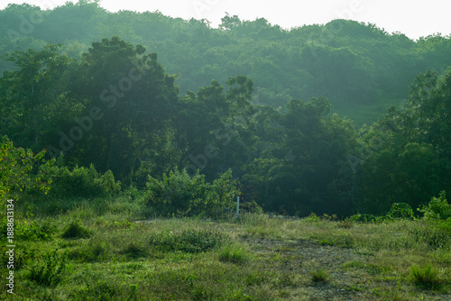 misty morning in the forest