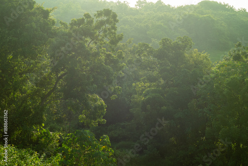misty morning in the forest