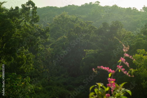 pink flowers in the forest