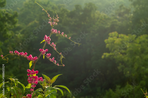 pink flowers in the forest