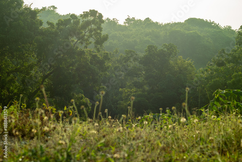 misty morning in the mountains
