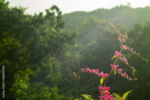 pink flowers in the forest