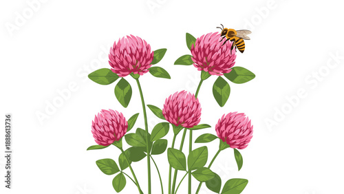 Detailed illustration of a honeybee hovering over several pink clover flowers with green leaves against a plain white background.