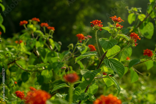 red poppies in the garden