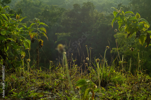 morning mist over swamp
