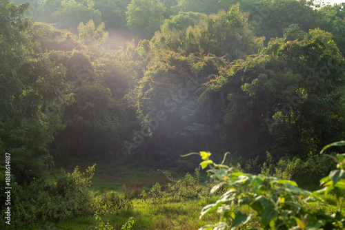 misty morning in the forest