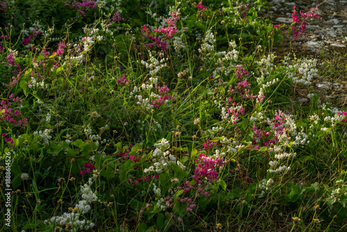 pink flowers in the garden