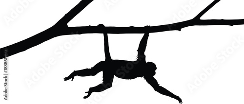 Primate hanging from tree branch silhouette, monkey or ape illustration, jungle wildlife art, black and white design, arboreal nature scene